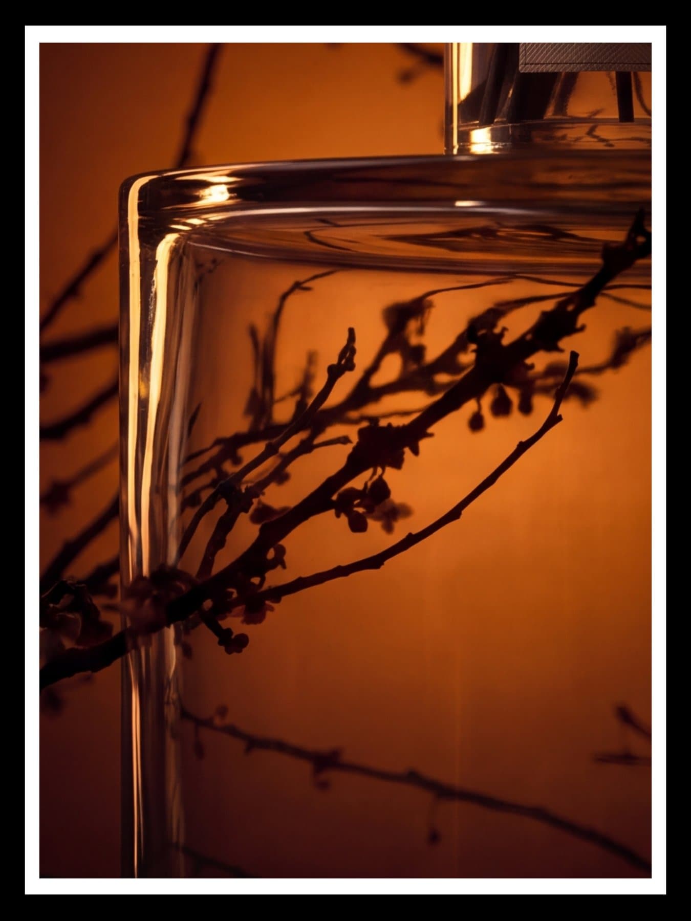 The glass block's rim and the branches behind it, in amber