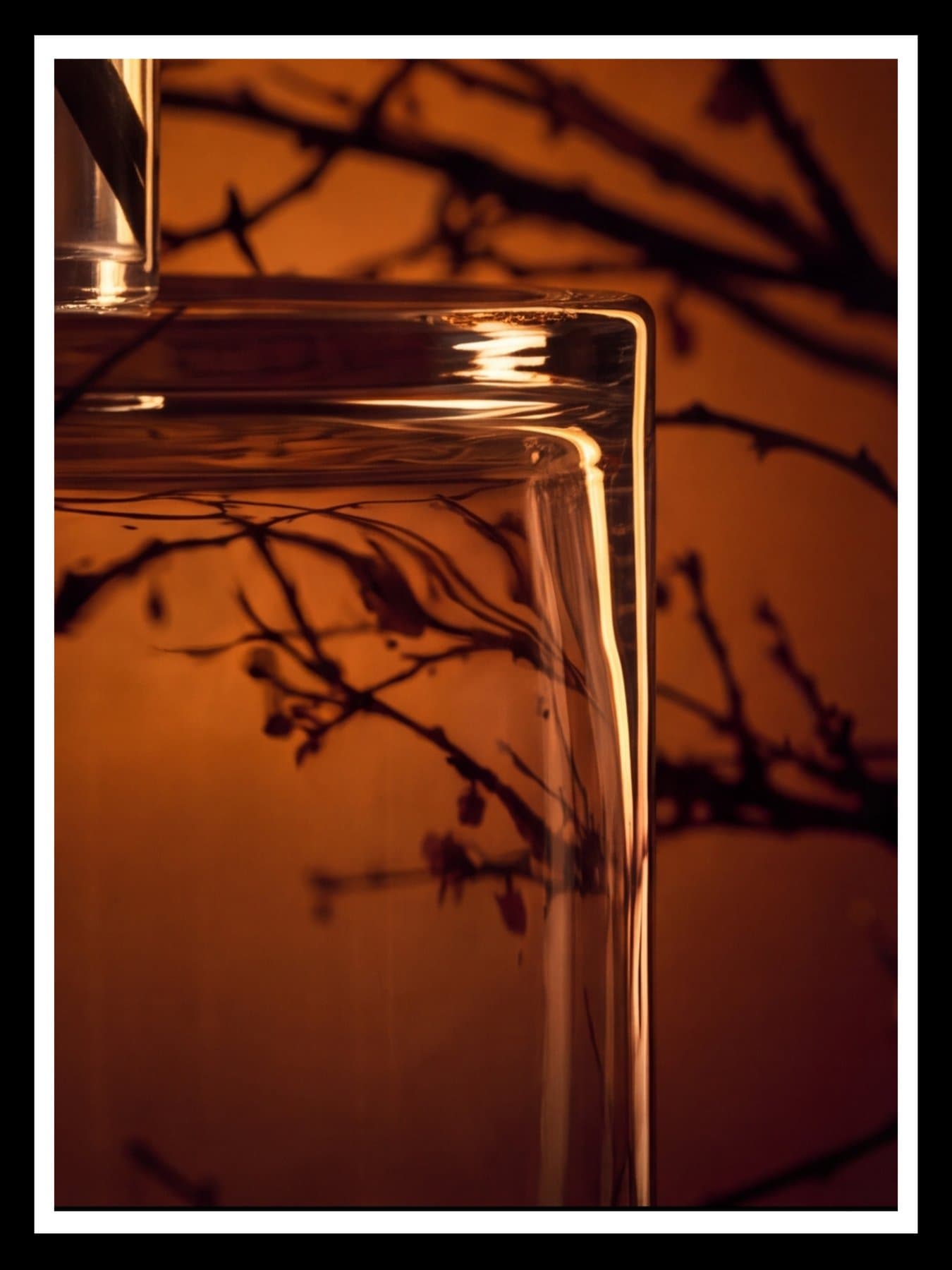 The glass block's edge and the branches, closer