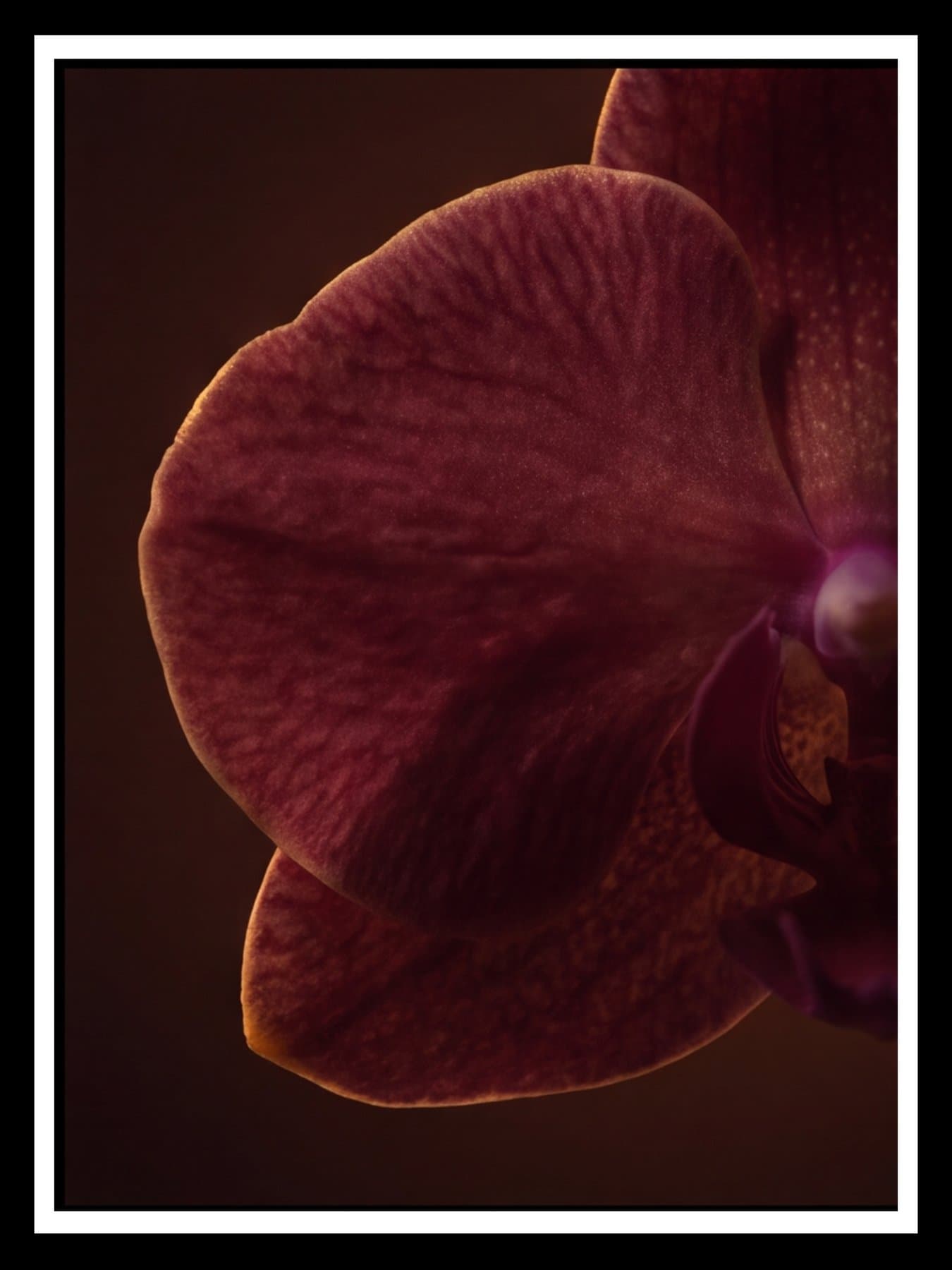 The orchid's petal, close