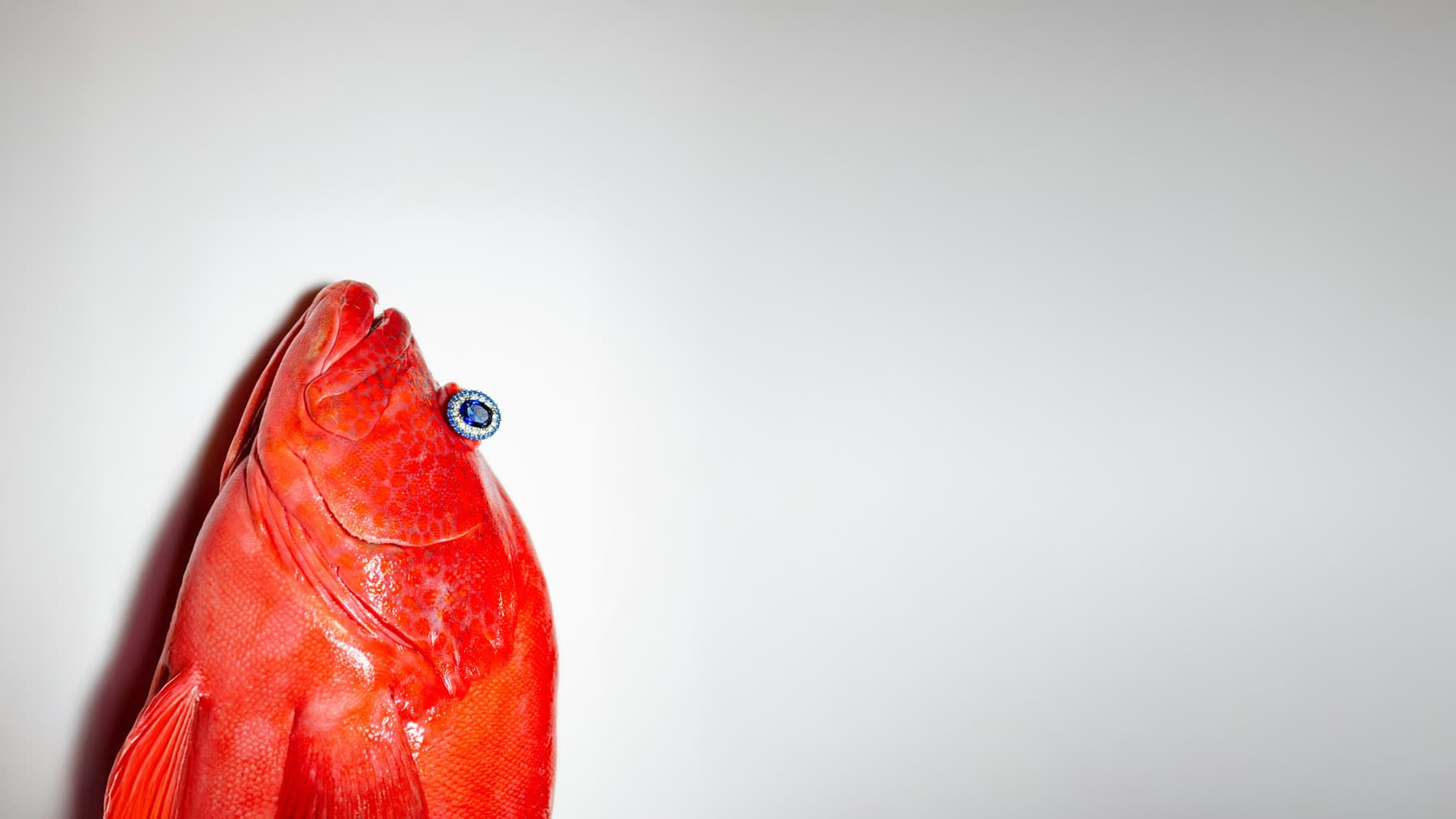 A red fish on a white ground, one blue eye